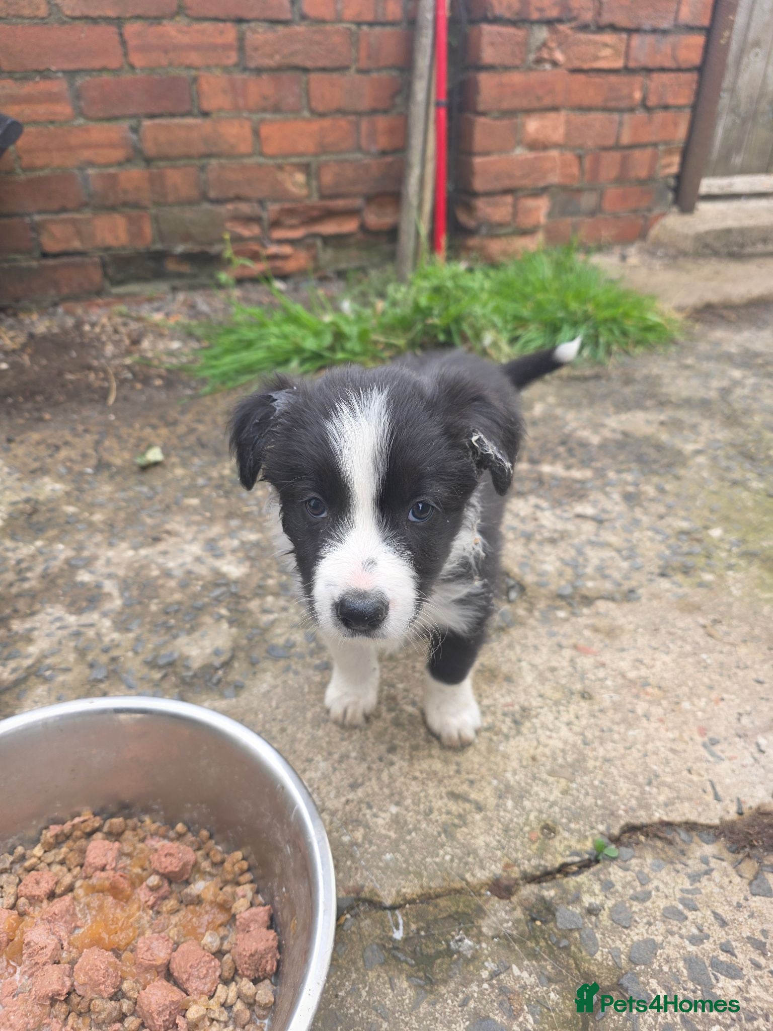Border Collie dogs One beautiful boy available boarder collie pups - Advert 7