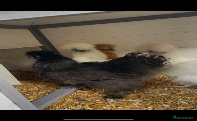 Chickens poultry - Advert 3