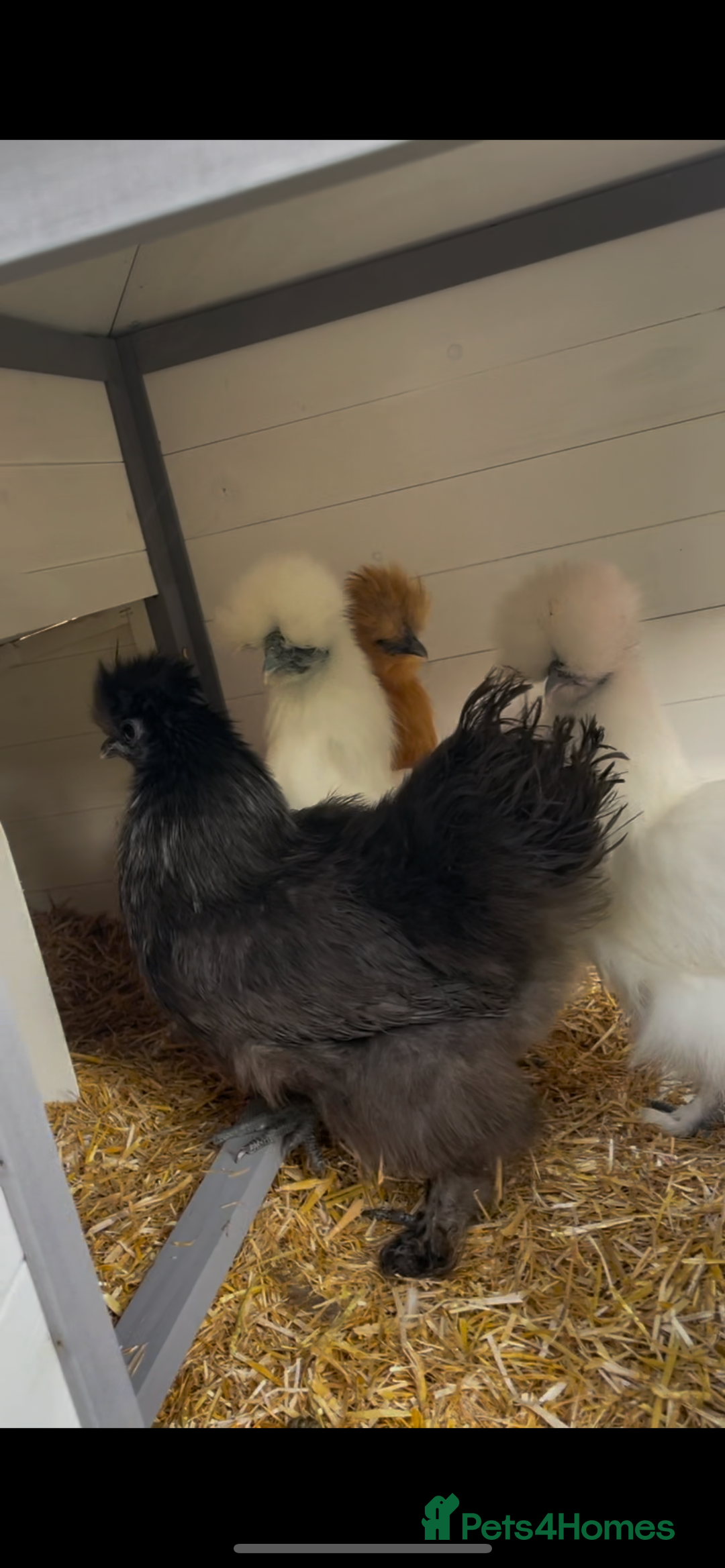 Chickens poultry for sale: Silkie chickens  - Image 1