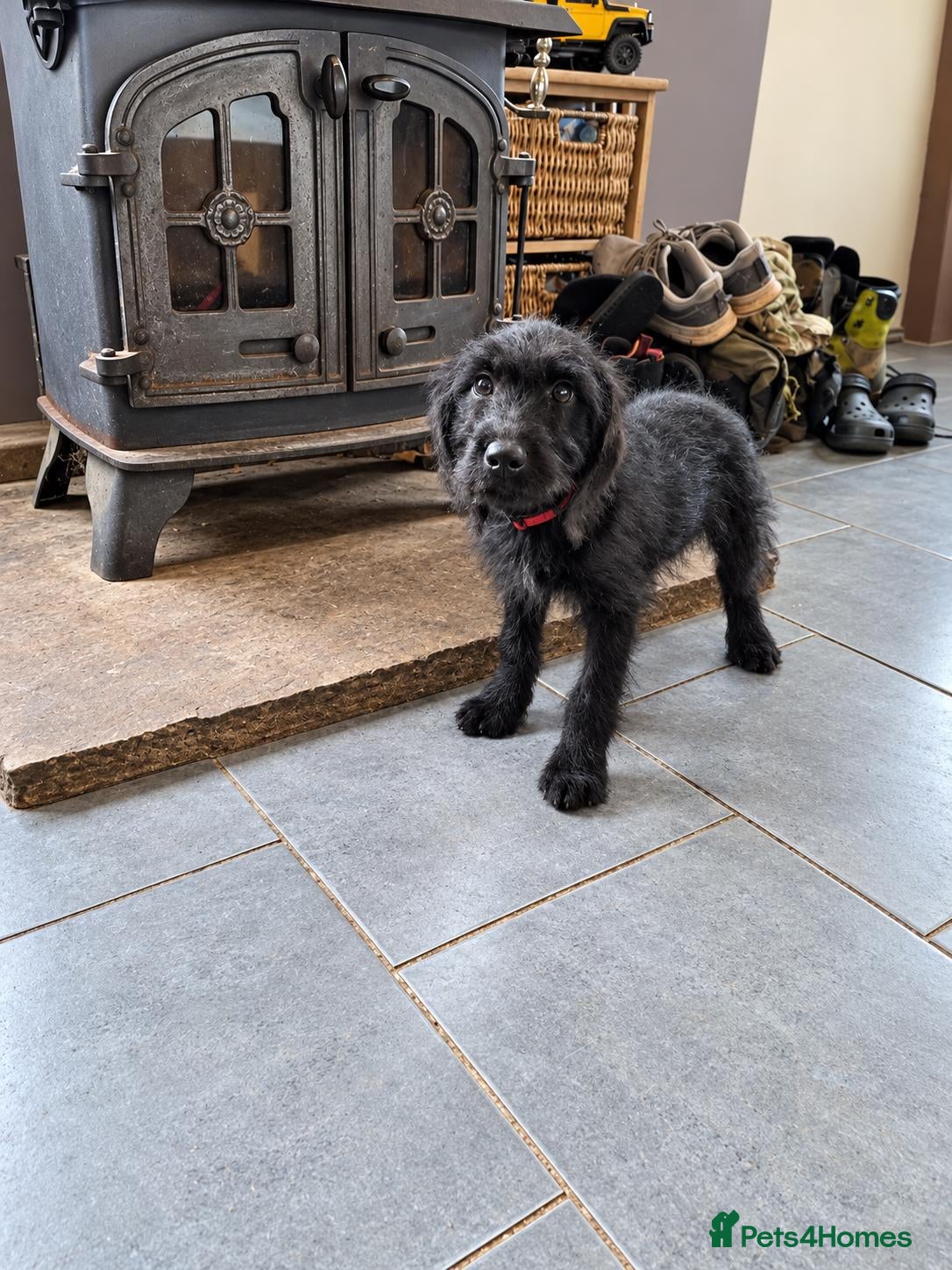 Labradoodle dogs 🌟Stunning Miniature Labradoodle Pups🌟 - Advert 6