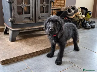 Labradoodle dogs 🌟Stunning Miniature Labradoodle Pups🌟 - Advert 6
