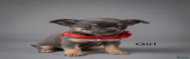 Chihuahua Puppy 2