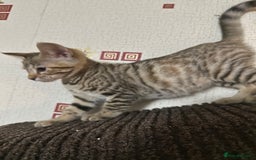 Mixed Breed cats for sale: Crossed BENGALS  - Image 5
