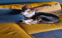 Mixed Breed dogs for sale: Bliss - Image 2