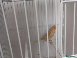 Canaries birds New colour canary - Advert 7