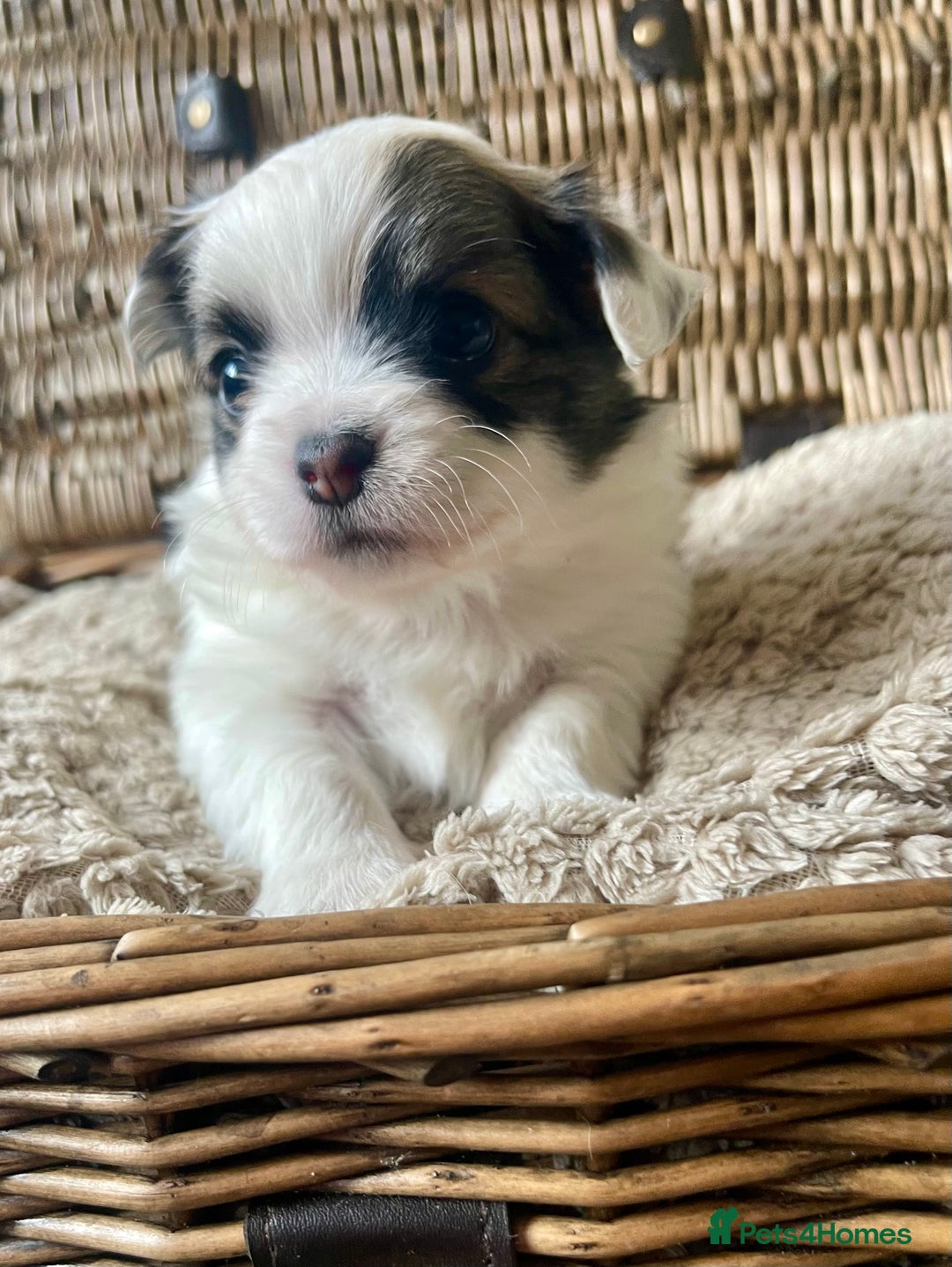 Chihuahua dogs for sale: BEAUTIFUL LONG COAT BOYS  - Advert 3