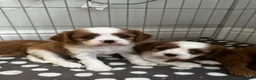 Cavalier King Charles Spaniel dogs for sale: cavalier King Charles spaniels - Advert 5
