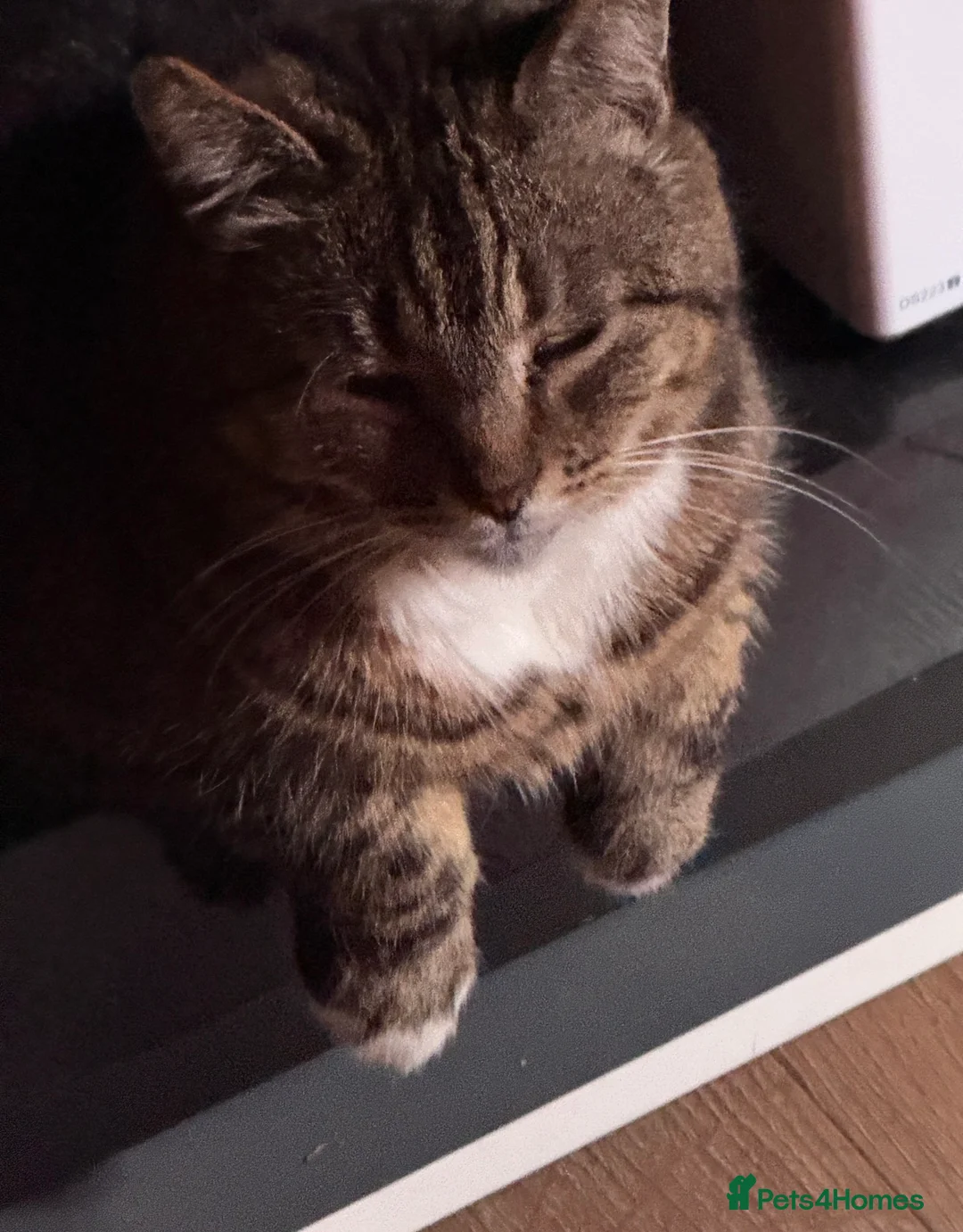 Mixed Breed cats for sale: Lovely cat for new home - Advert 1