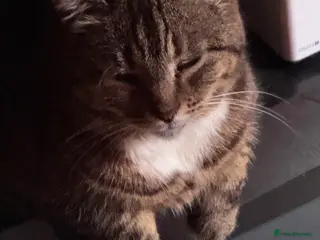 Mixed Breed cats Lovely cat for new home - Advert 3