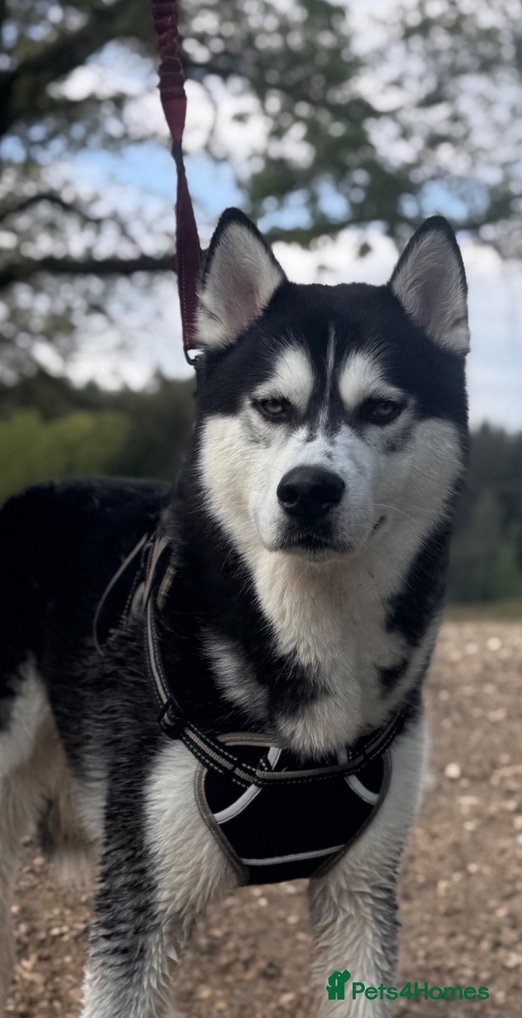 Siberian Husky dogs Full bread Siberian husky for STUD - Advert 2