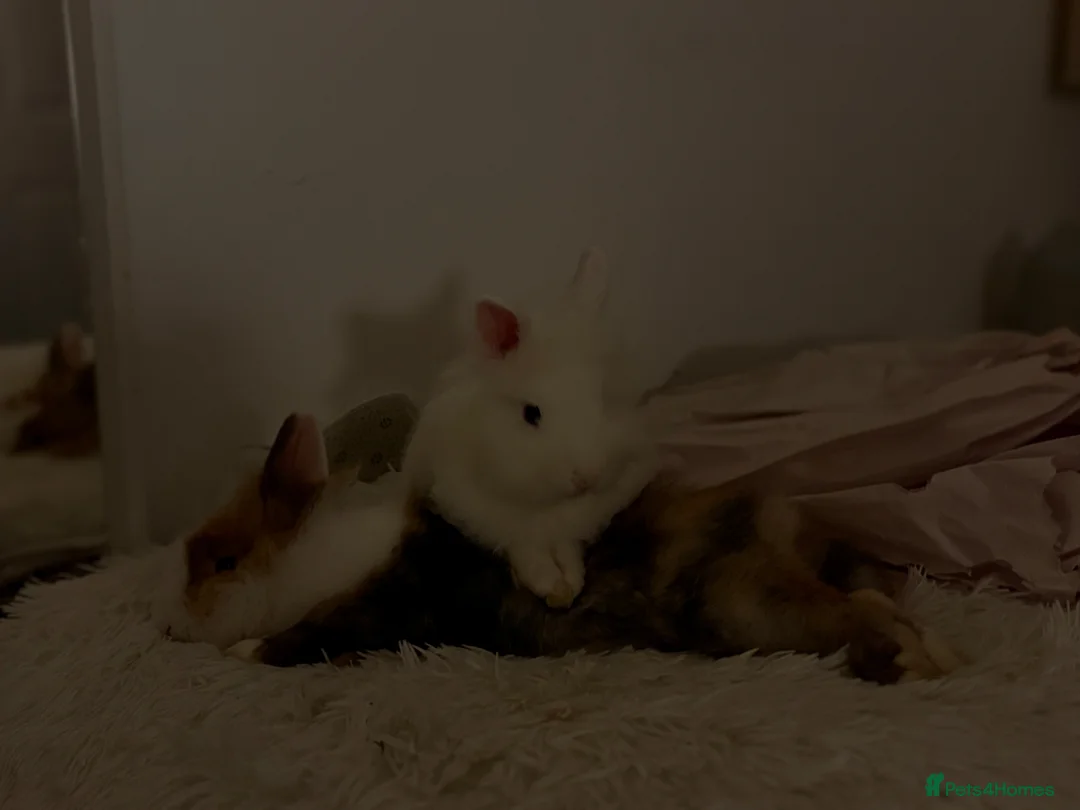 Lionhead rabbits for sale: two friendly lionhead rabbits  - Advert 8