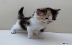 Mixed Breed cats for sale: Gorgeous Siberian Neva Masquerade Cross Kittens! - Image 5