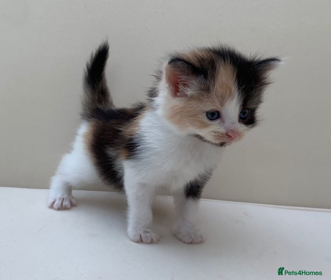 Mixed Breed cats for sale: Gorgeous Siberian Neva Masquerade Cross Kittens! - Image 5