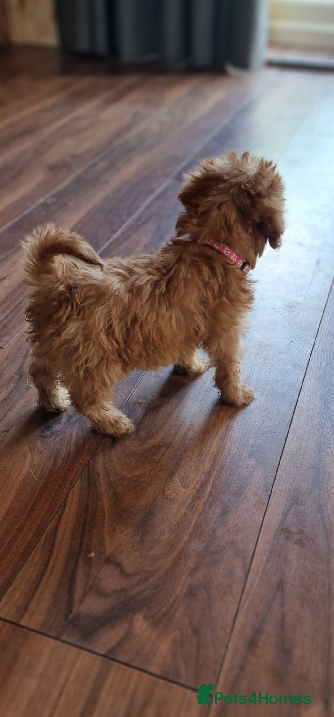 Cockapoo dogs for sale: Cockapoo - Image 6