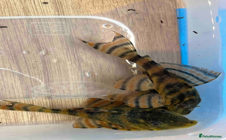 Plecos fish - Advert 3