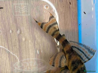 Plecos fish - Advert 29