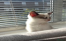 Domestic Shorthair cats for sale: Amazingly Tame, Beautiful Female Kittens  - Image 12