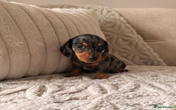 Miniature Dachshund dogs for sale: OUTSTANDING TRUE TO TYPE SMOOTH MINI DACHSHUNDS  - Image 5