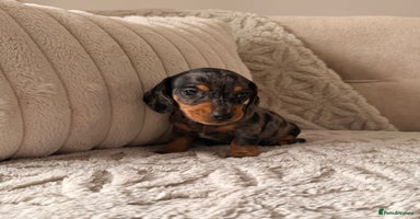 Miniature Dachshund dogs - Advert 9