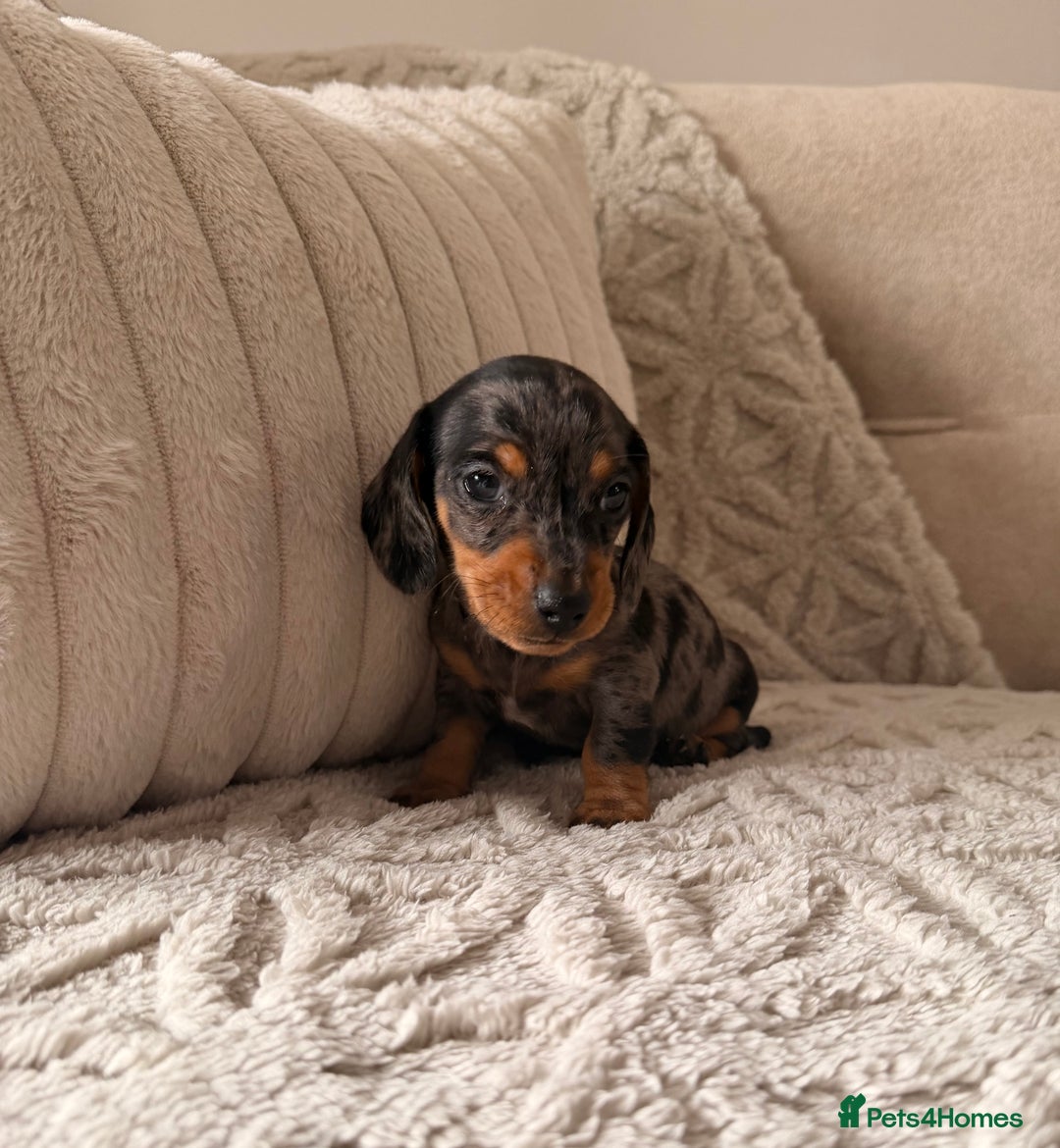 Miniature Dachshund dogs for sale: OUTSTANDING TRUE TO TYPE SMOOTH MINI DACHSHUNDS  - Image 5