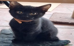 British Shorthair cats for sale: Four beautiful black kittens - Image 3