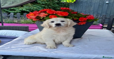 Golden Retriever dogs - Advert 2