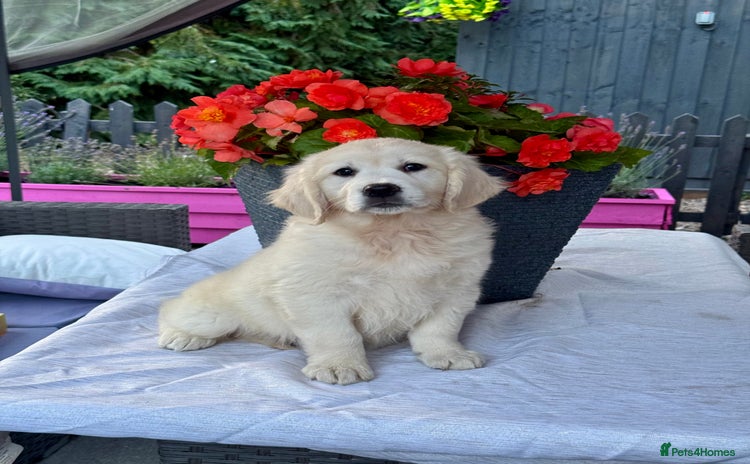 Golden Retriever dogs - Advert 2