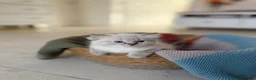 Mixed Breed cats for sale: Fluffy Siberian X Ragdoll female🩷 - Advert 9