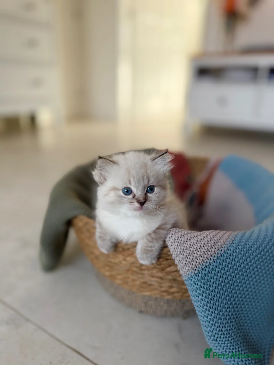 Mixed Breed cats for sale: Fluffy Siberian X Ragdoll female🩷 - Advert 9