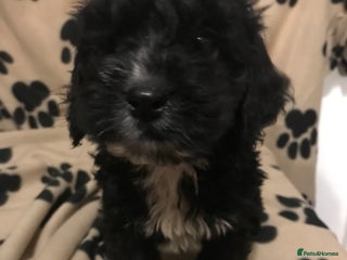 Cockapoo dogs F1 cockerpoo - Advert 17