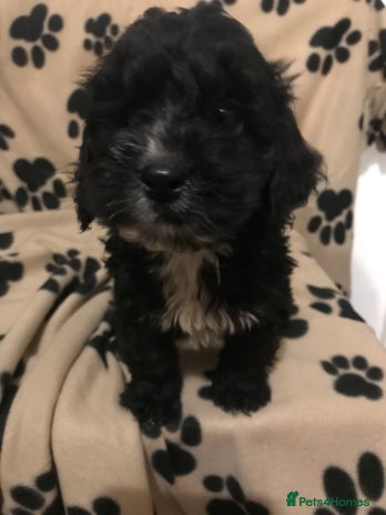 Cockapoo dogs F1 cockerpoo - Advert 5