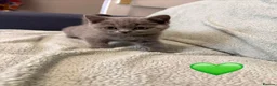 British Shorthair cats for sale: Adorable Chunky British Shorthair Kittens - Advert 8