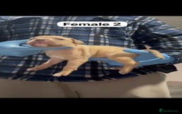 Mastiff dogs for sale: Mastiff  - Advert 6