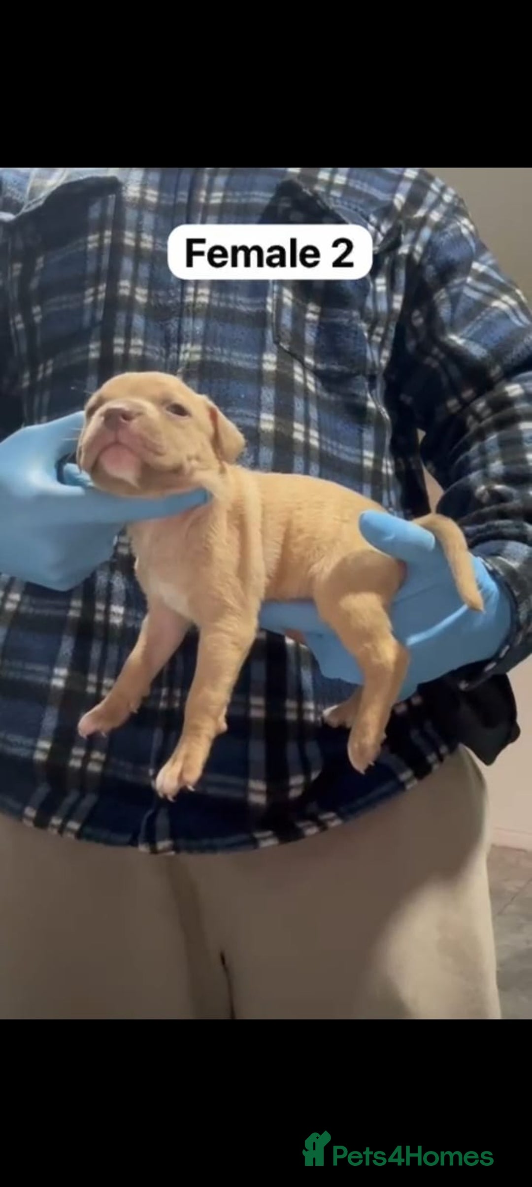 Mastiff dogs for sale: Mastiff  - Advert 6