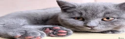 British Shorthair cats for sale: ✨Beautiful Chunky British Shorthair Kittens in Fareham - Advert 5