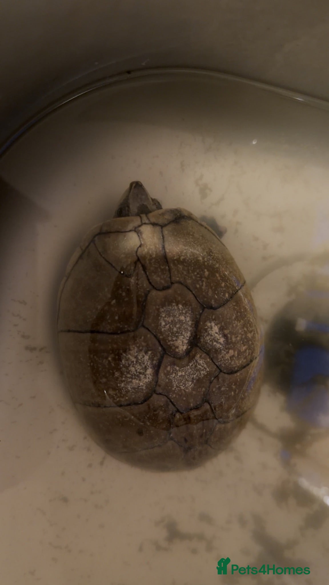 Turtle reptiles Male and female musk turtle  - Advert 13