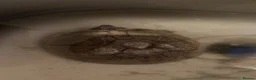 Turtle reptiles for sale: Male and female musk turtle  in Biggleswade - Advert 1