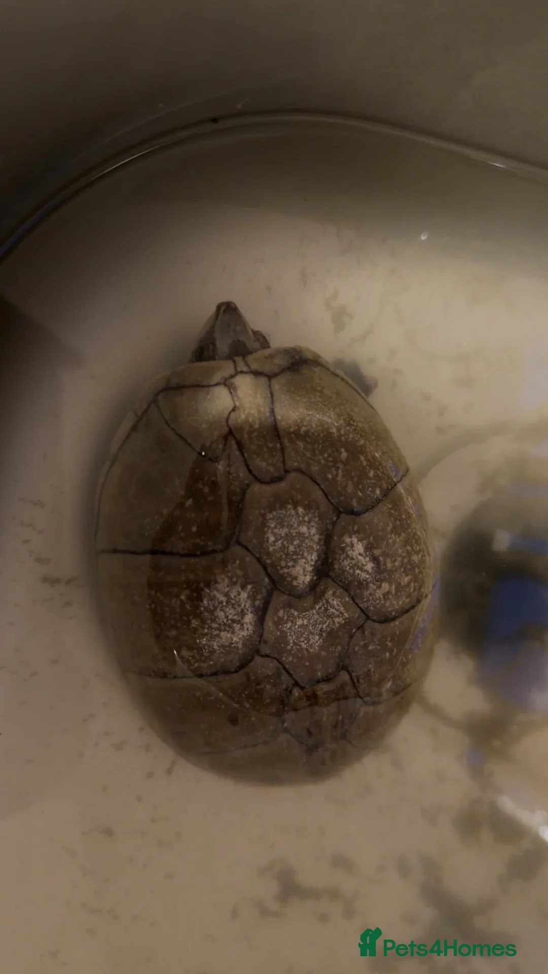 Turtle reptiles for sale: Male and female musk turtle  in Biggleswade - Advert 1