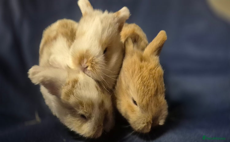 Mini Lop rabbits - Advert 1
