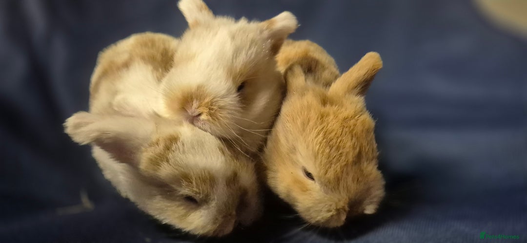 Mini Lop rabbits for sale: Gorgeous mini lop bunnies  - Image 1