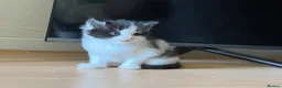 American Shorthair cats for sale: Kittens for sale - Advert 7