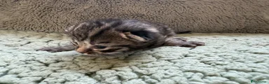 Tabby Boy 2