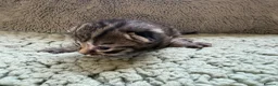Mixed Breed cats for sale: Beautiful Kittens BSH Cross - Advert 25
