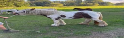 Miniature horses for sale: mini cob boys - Advert 6