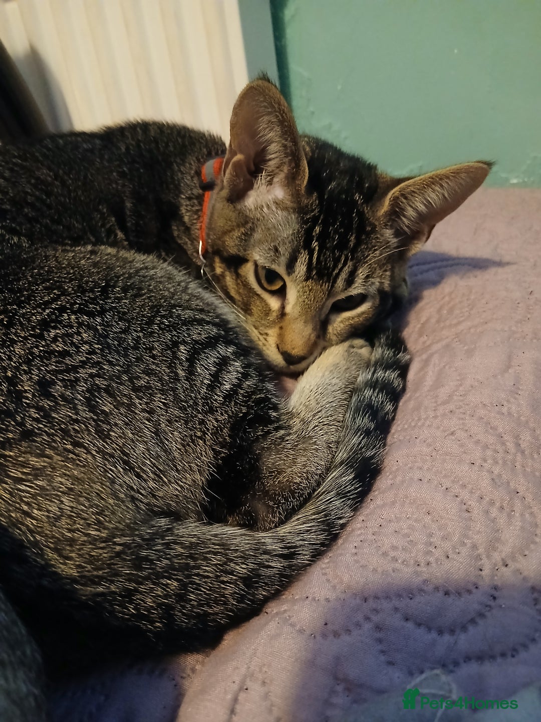 Oriental cats for sale: 1 girls  - Advert 6