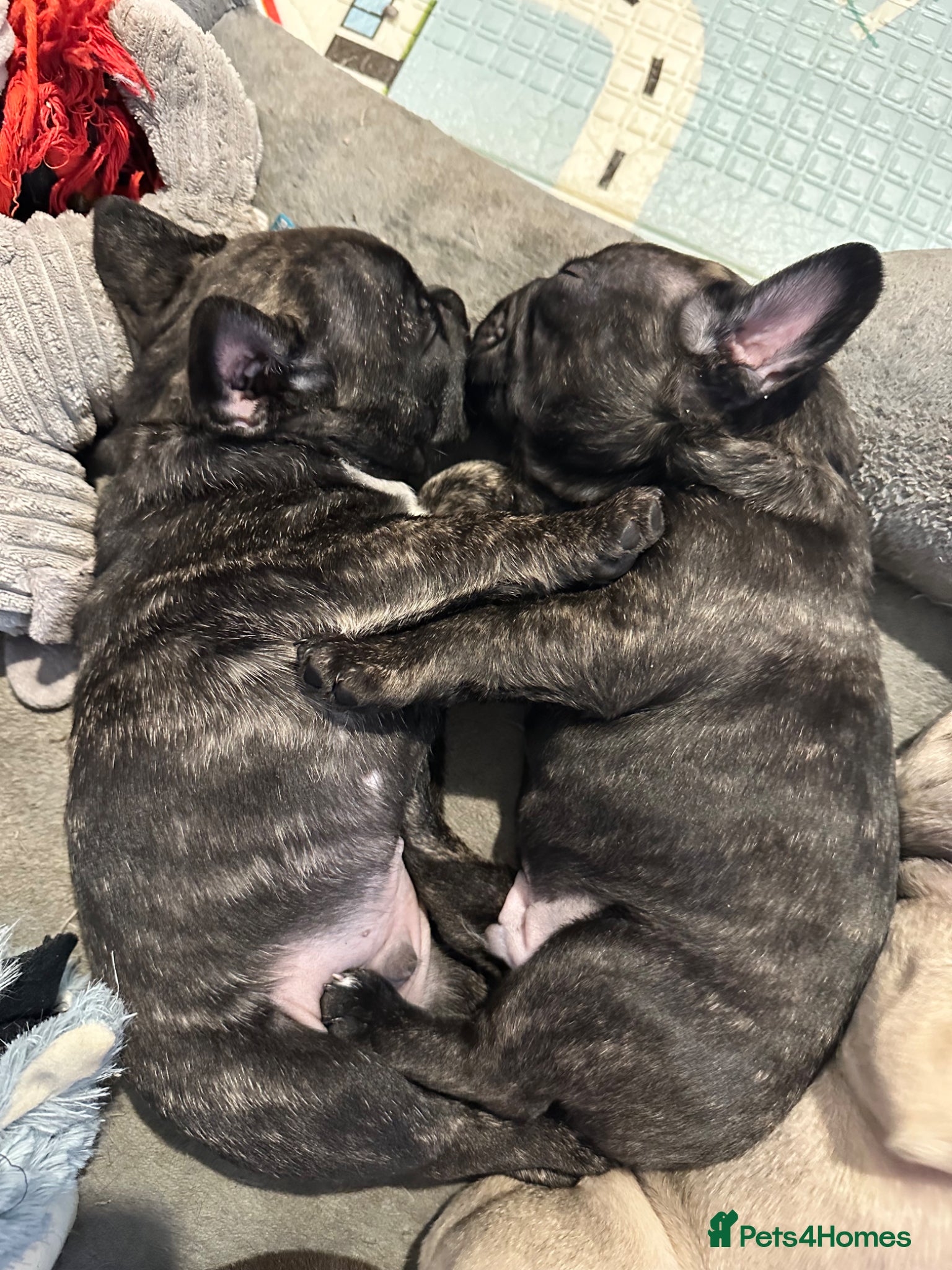 French Bulldog dogs 2 Boys Left KC Registered French Bulldog Puppies - Advert 1
