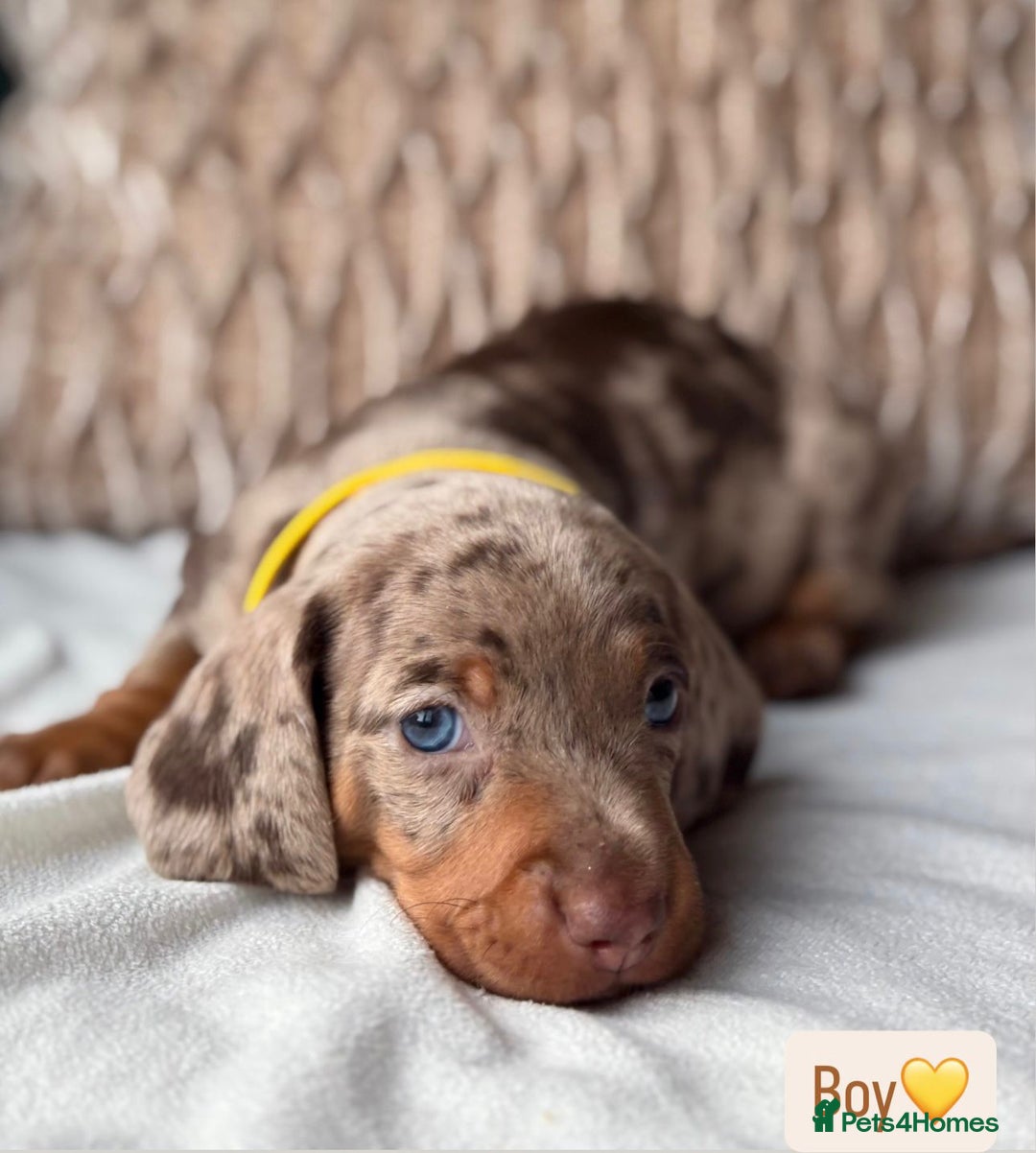 Miniature Dachshund dogs for sale: For Sale Adorable Miniature Dachshund puppies - Advert 18
