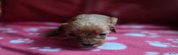 Cavapoo dogs for sale: F1 cavapoos  - Advert 11