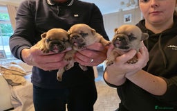French Bulldog dogs for sale: French Bulldog puppies - Image 10