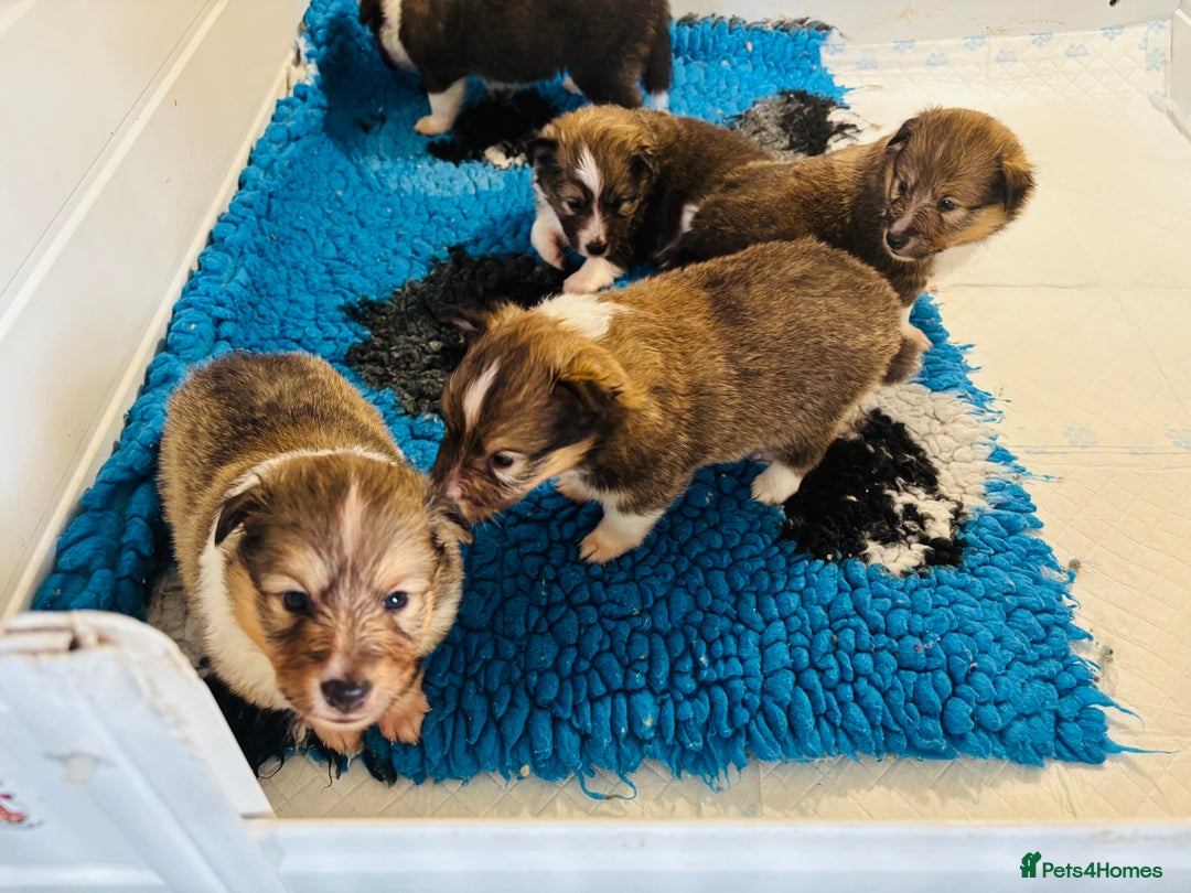 Shetland Sheepdog dogs for sale: Beautiful shaded sable puppies  - Image 6